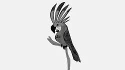 Palm Cockatoo by Elsa Chang