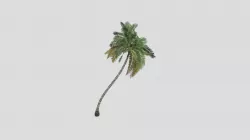palm dan