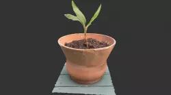 Palm Lily Pot Plant