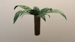 Palm Tree
