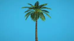 palm Tree