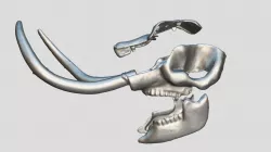 Palmer Mastodon Skull Exploded