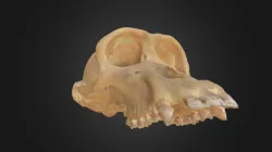 Pan troglodytes, skull