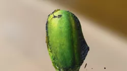 papaya