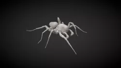 Pardosa proxima, walk-cycle