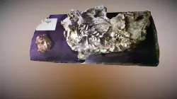 Pareiasaurus
