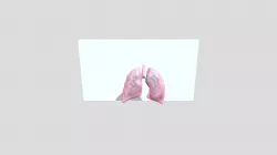 Paru-paru