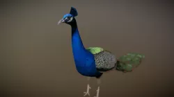 Peacock (Peafowl)
