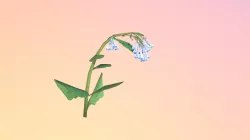 Pending:Virginia Bluebells (Mertensia virginica)