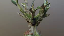 Photogrammetry Beech Tree With Large Burls