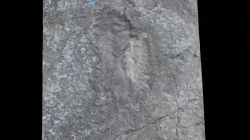 Phytosaur Belly