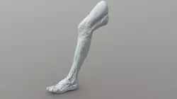 Pierna Real Anatomia