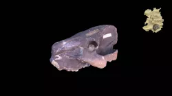 Pig - cast of skull