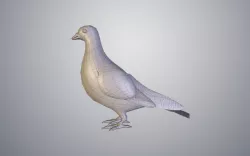 pigeon wireframe