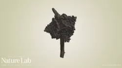 Pine Cone