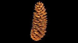 Pine cone