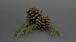 Pine Cone