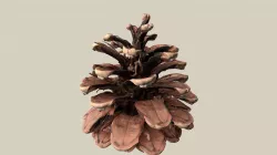 Pine cone/Tannenzapfen