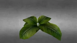 plant