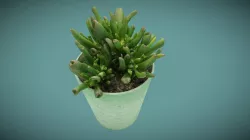 Plante grasse