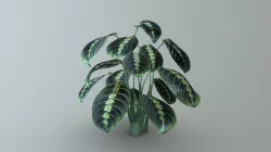 Prayer Plant