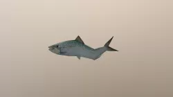 Prehistoric FL3 Fish V2