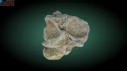 Productid brachiopod