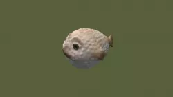 Puffer Fish