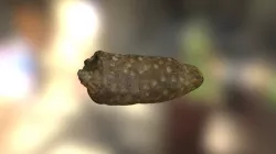Punctated Pipe Stem (VCU_3D_254)