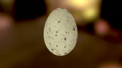 Purple Swamphen egg