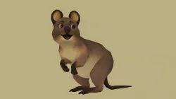 Quokka