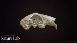 Rabbit Skull