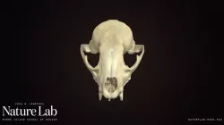 Raccoon Skull
