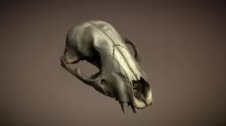Racoon Skull