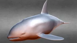 Realistic Killer Whale