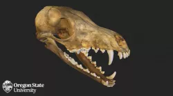 Red Fox Skull - FW1177