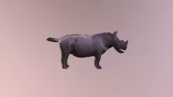 Rhino B Tpose