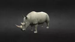Rhino White