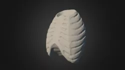 Ribcage Simplification 4