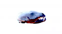 Ringtail cat skull