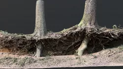 Roots  (Test)