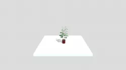 Rubber Tree