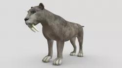 Sabertooth Gray
