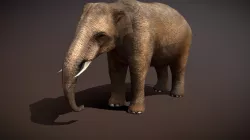 Safari animals - Elephant
