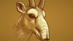 Saiga Antelope (Saiga tatarica)