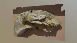Salamandre