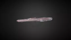 Sand Mason Worm in Tube