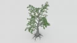 Sassafras