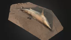 Save the Spinner Shark!