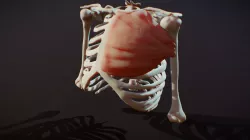 #SculptJanuary19 - Day03 Chest